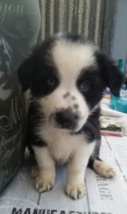 Leuke pups te koop 